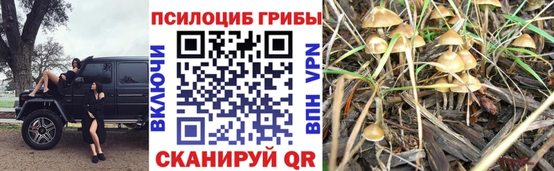 Псилоцибиновые грибы Psilocybine cubensis  Сусуман 